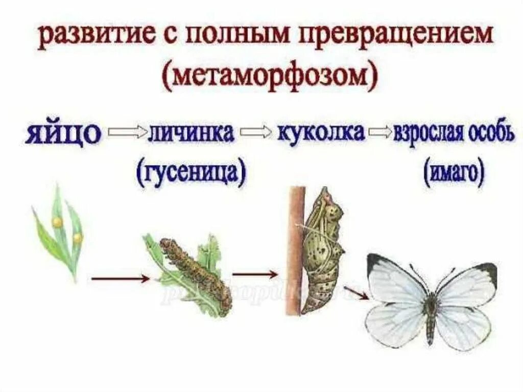 Чешуекрылые полное превращение