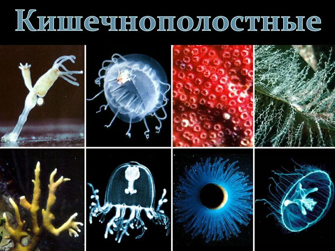 Кишечнополостные виды животных. Кишечнополостные черви медузы. беспозвоночные кишечнополостные гидра. тип кишечнополостные медузы. кишечнополостные гидроидные черви.