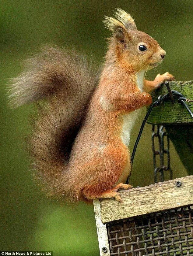 Squirrel go