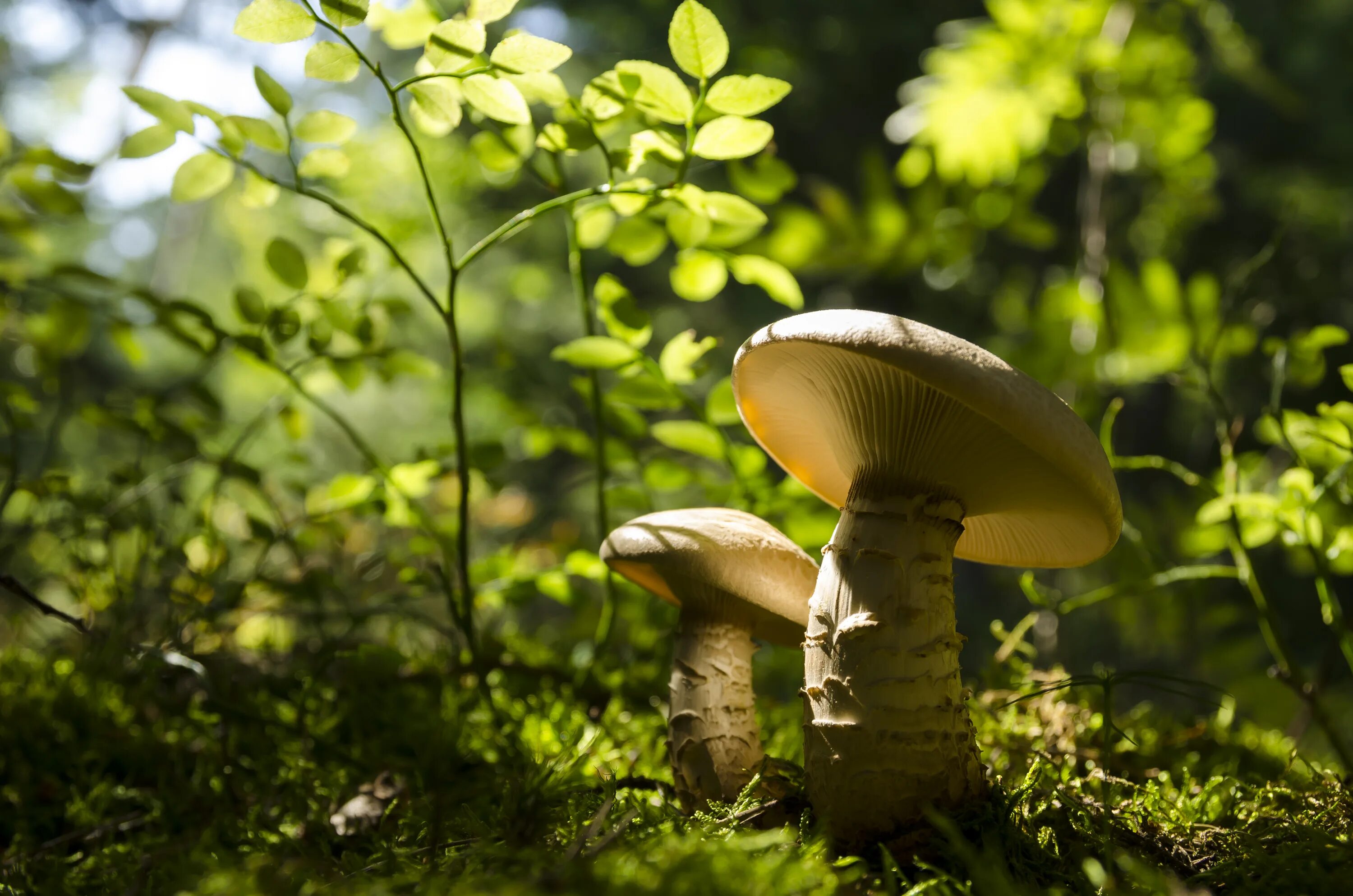 Грибы в лесу. Красивые грибы в лесу. Зеленый гриб. Грибной лес. 14 1305 mushroom