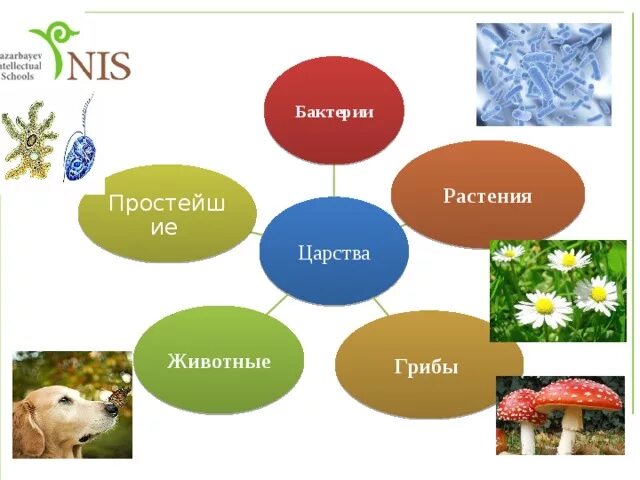 Грибы растения бактерии что лишнее и почему. Царство грибов царство растений царство животных. Царство животных царство растений царство грибов царство бактерий. В царстве животных. Бактерии грибы растения животные.