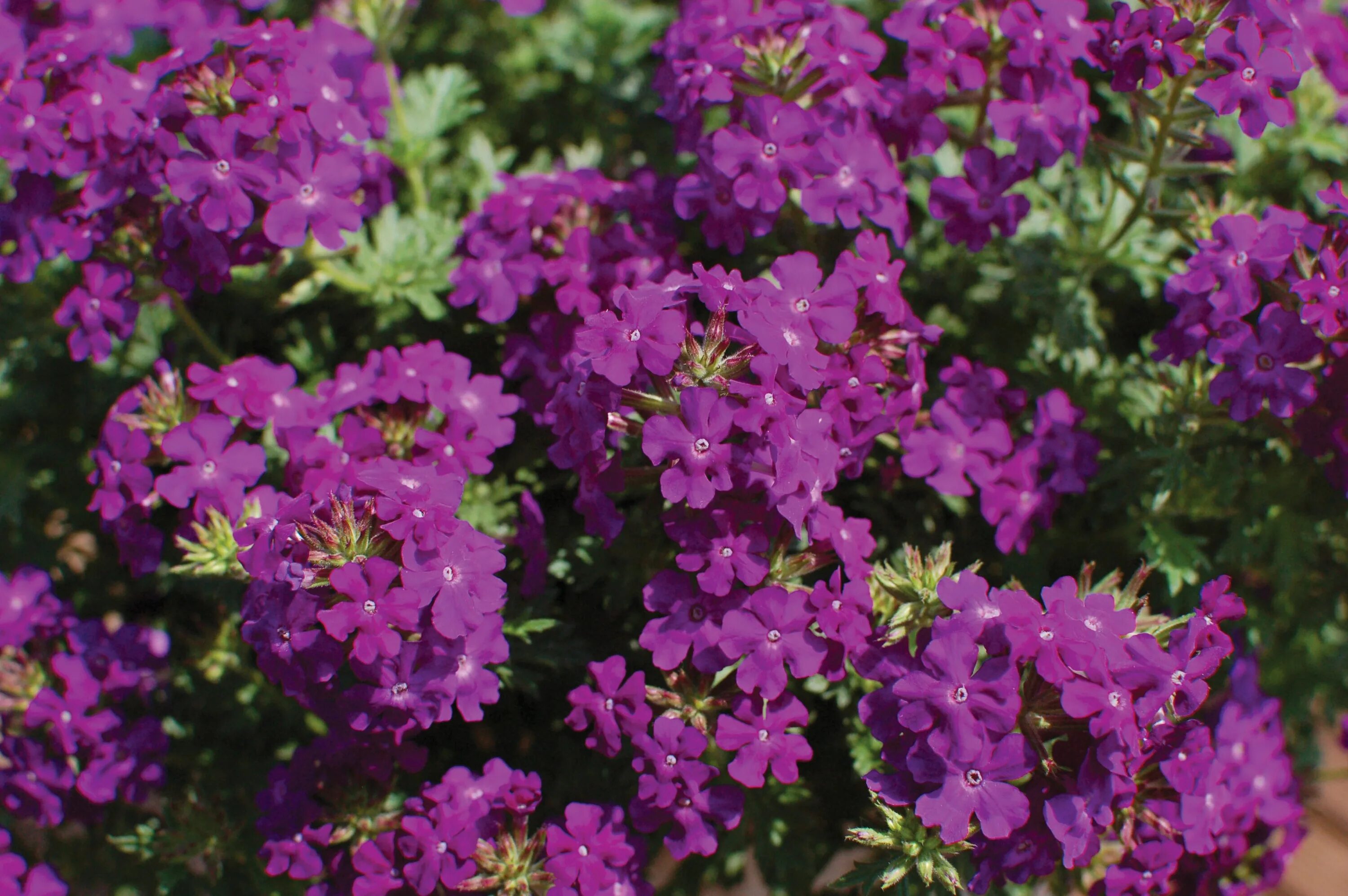 Вербена Tapien. Вербена Tapien Violet. Вербена ампельная тонкорассеченная. Вербена ампельная Обсешн Каскад. Вербена сохнет