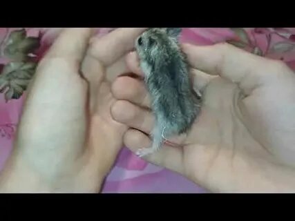 Чем пахнут хомяки