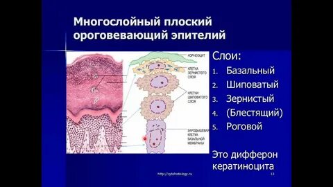 Ядро клетки плоского эпителия