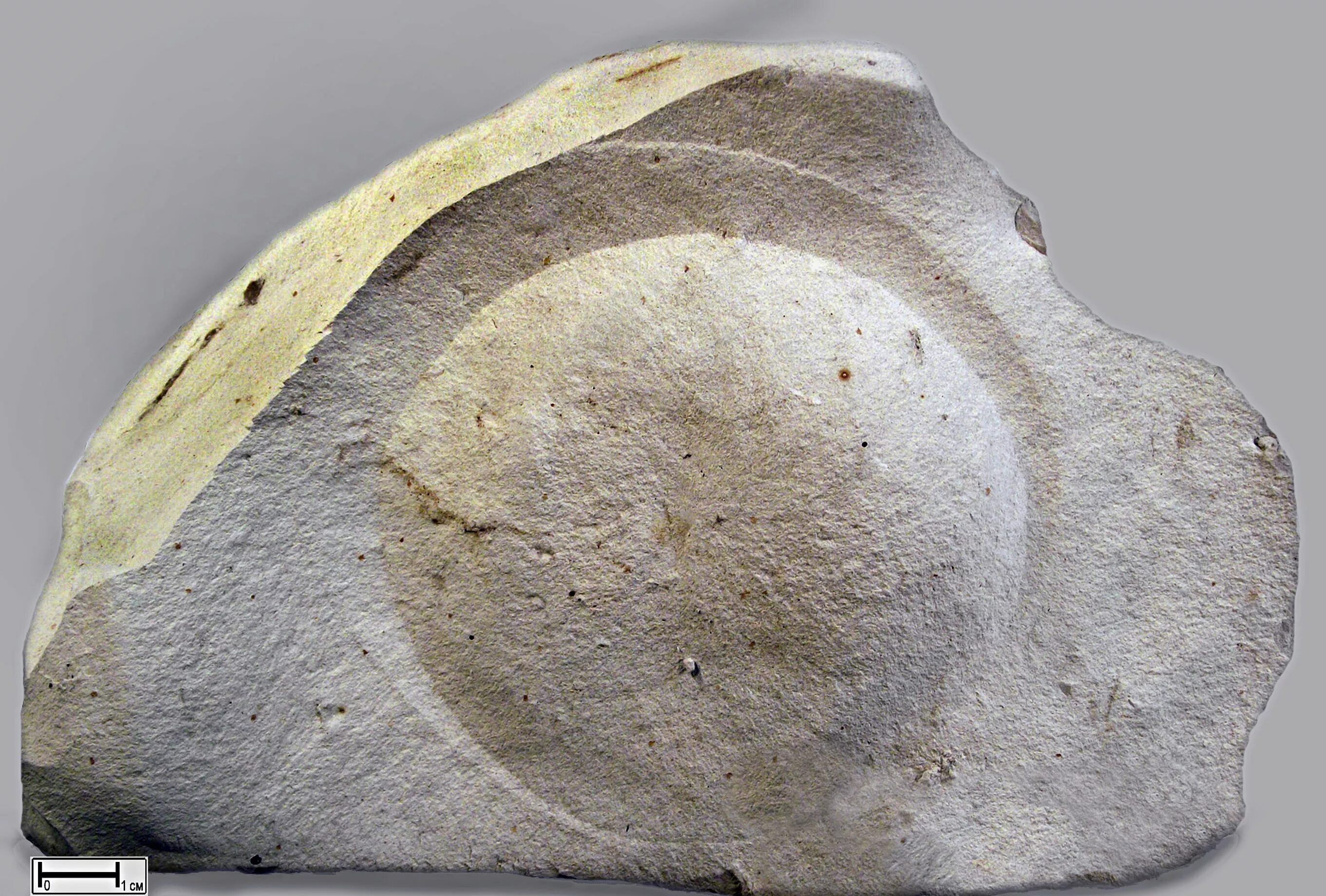 Мергель и доломит. Мел,известняк,мергель. Мелоподобные мергели. Мергель рухляк. Мергель рухляк.