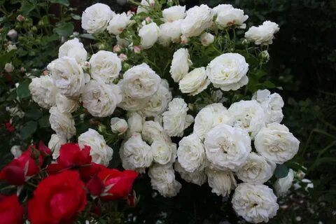 Vanilla rose