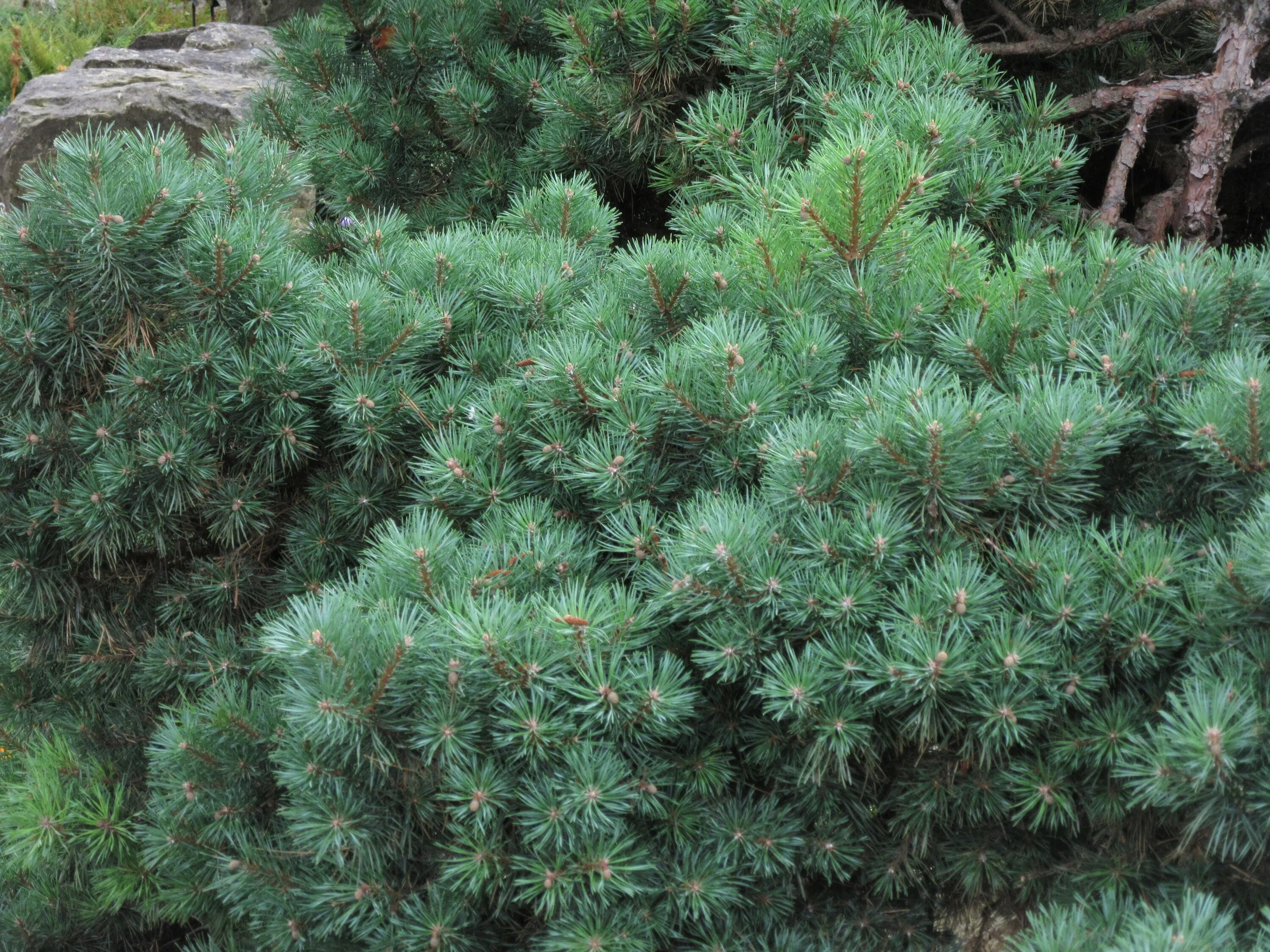 Купить хвойные недорого. Сосна Pinus Sylvestris. Pinus Sylvestris globosa viridis. Pinus Sylvestris 'Sandringham'. Pinus Sylvestris beuvronensis.