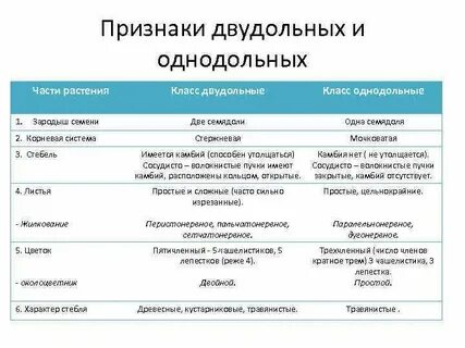 Сравнение однодольных и двудольных растений 7 класс