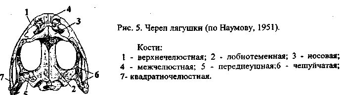 Череп амфибий. Кости черепа лягушки. строение черепа земноводного. строение черепа лягушки. строение черепа сверху и снизу лягушка.