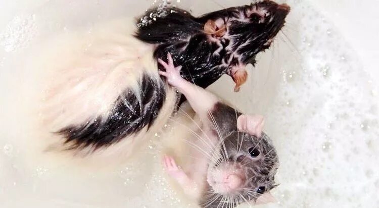 Купание крыс Дамбо. Мышка в ванне. Крыска в ванной.