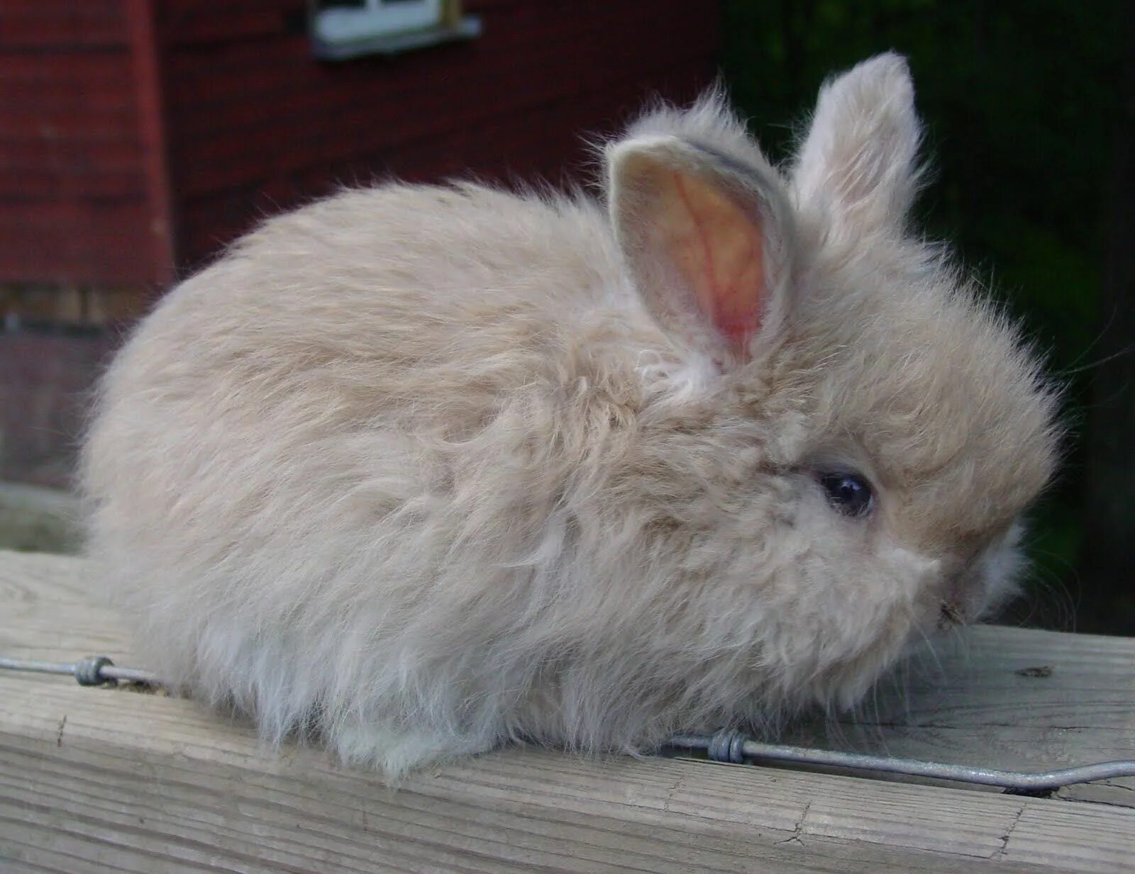 Английский кролики 2 2. English Angora Rabbit. Кролики в Англии. Ангора раббит демон. Кролик Элефант.