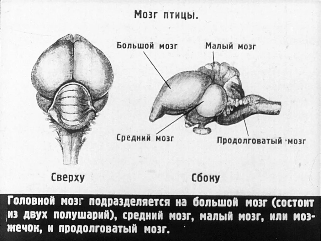 Отделы головного мозга у птиц схема. Строение головного мозга птиц. Головной мозг птицы схема. Строение отделов головного мозга птиц. Какие отделы головного мозга птиц развиты лучше