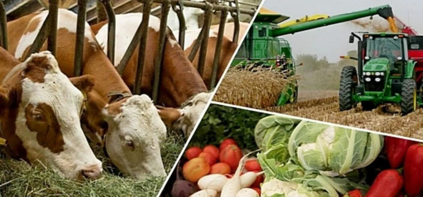 Использование сельскохозяйственной продукции