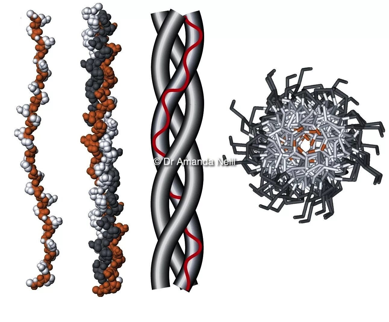 Строение белка кератина. Строение стержня волоса химический состав. Белки в волосах человека. Кератин структура. Типы межклеточных контактов.