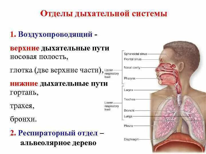 Органы входящие в дыхательную систему функции. Отделы системы органов дыхания. Функции отделов дыхательных путей. Строение нижней части дыхательной системы. Органы дыхания Верхние дыхательные пути.