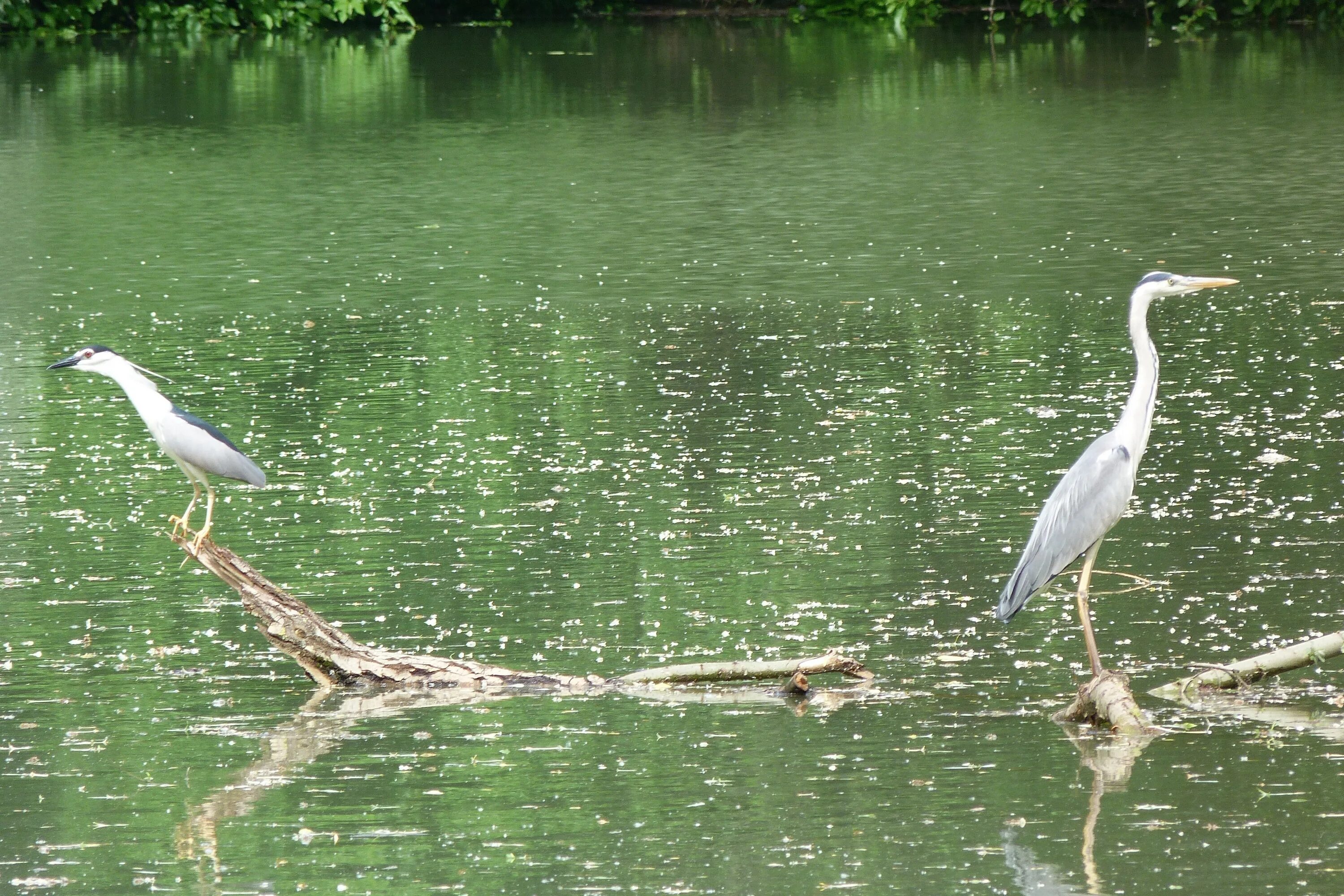 Цапля на реке. Речные птицы. Птицы на реке Волга. Обитатели Волги птицы.