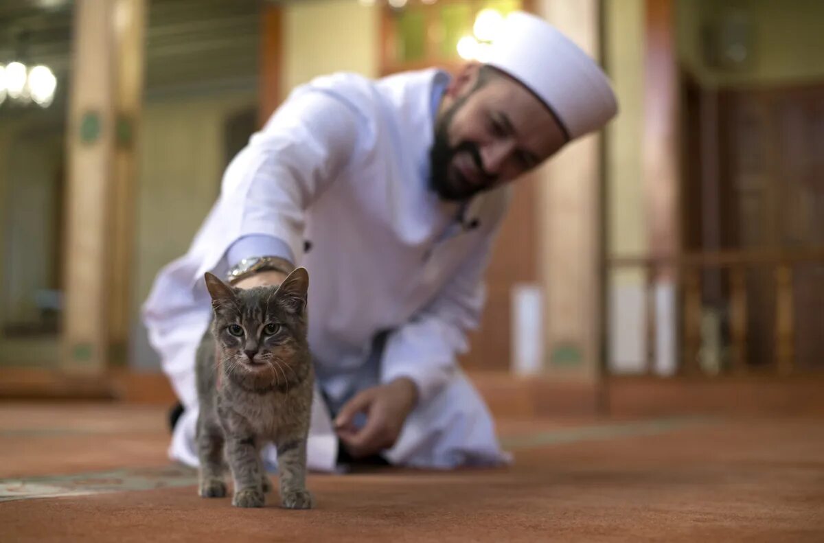 Мусульманский кот. Муизза кошка пророка. Кошка Мухаммеда Муизза. Муизза кошка пророка Мухаммеда фото. Мухаммед пророк кошка пророка Мухаммеда.