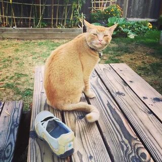 Кот нрав