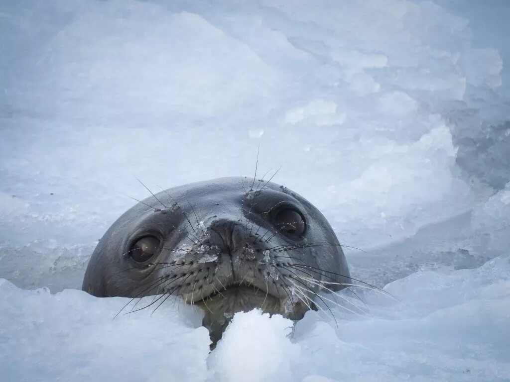 Ice animals. Тюлень Уэдделла. Тюлень крабоед в Антарктиде. Касатка тюлень Уэдделла. Тюленb Уэдделла Антарктида.