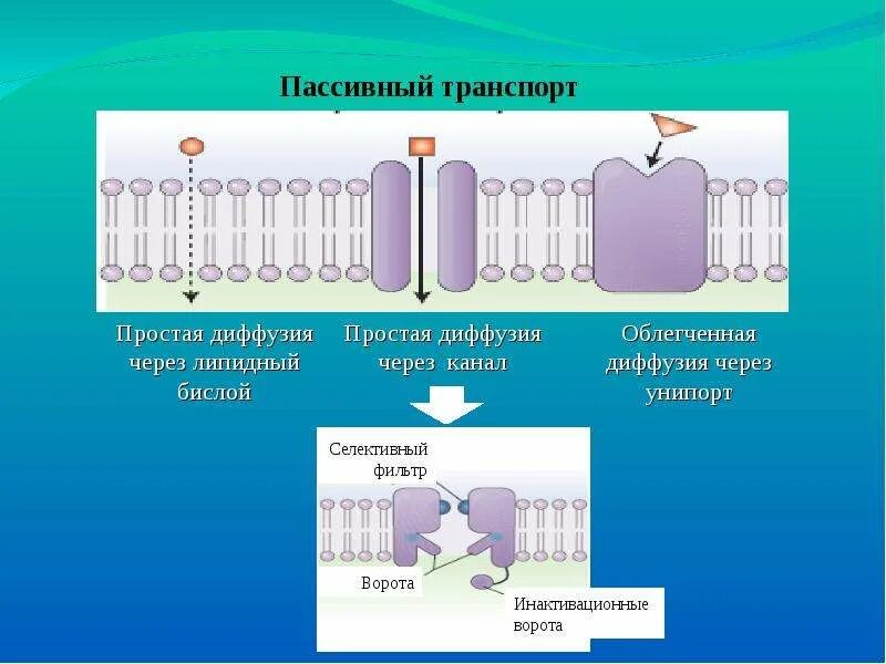 Какой вид мембранного транспорта показан на рисунке. Пассивный транспорт простая и облегченная диффузия. Пассивный транспорт веществ простая и облегченная диффузия. Пассивный транспорт. Пассивный котранспорт.
