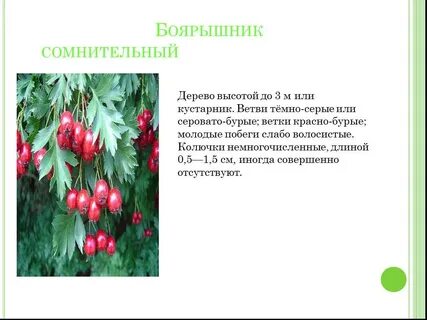 Боярышник сомнительный