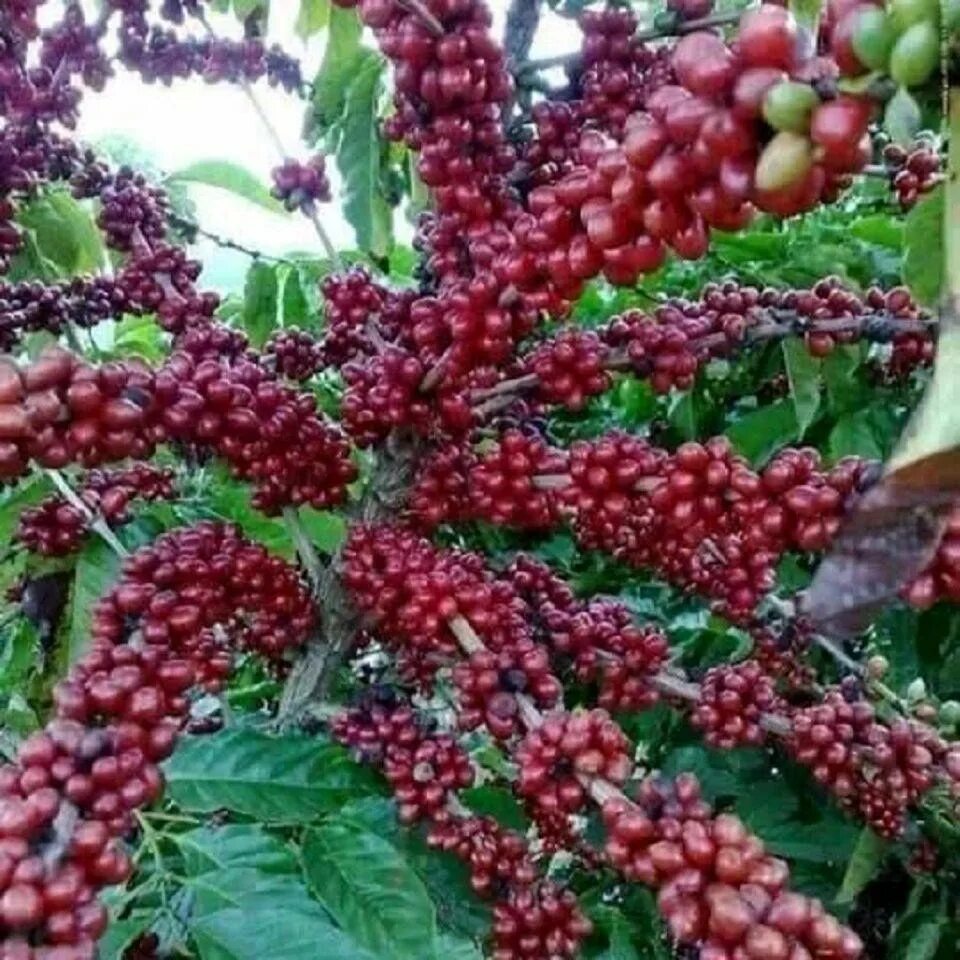 Кофе это фрукт. Coffea canephora плантации. Кофейное дерево Робуста. Robusta кофейное дерево. Кофе растет.