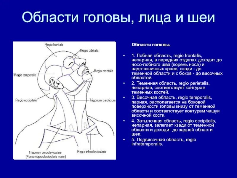 Затылок область. Лобно-теменная область головы. Топографические области головы. Области головы и лица. Название областей головы.