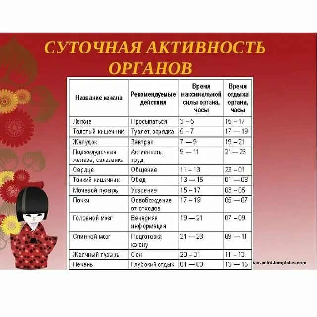 биоритмы внутренних органов человека по часам. работа организма по часам суток. суточные биоритмы человека по часам. работа органов по часам. суточные периоды активности внутренних органов.