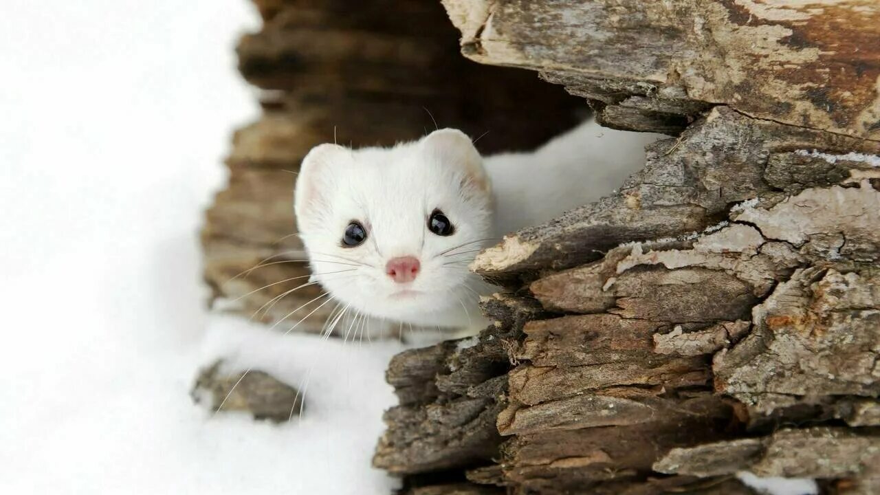 Pin by Andres Rey on Armiños Cute baby animals, Cute animals, Baby animals
