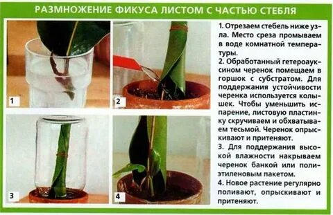 Как размножить фикус листом