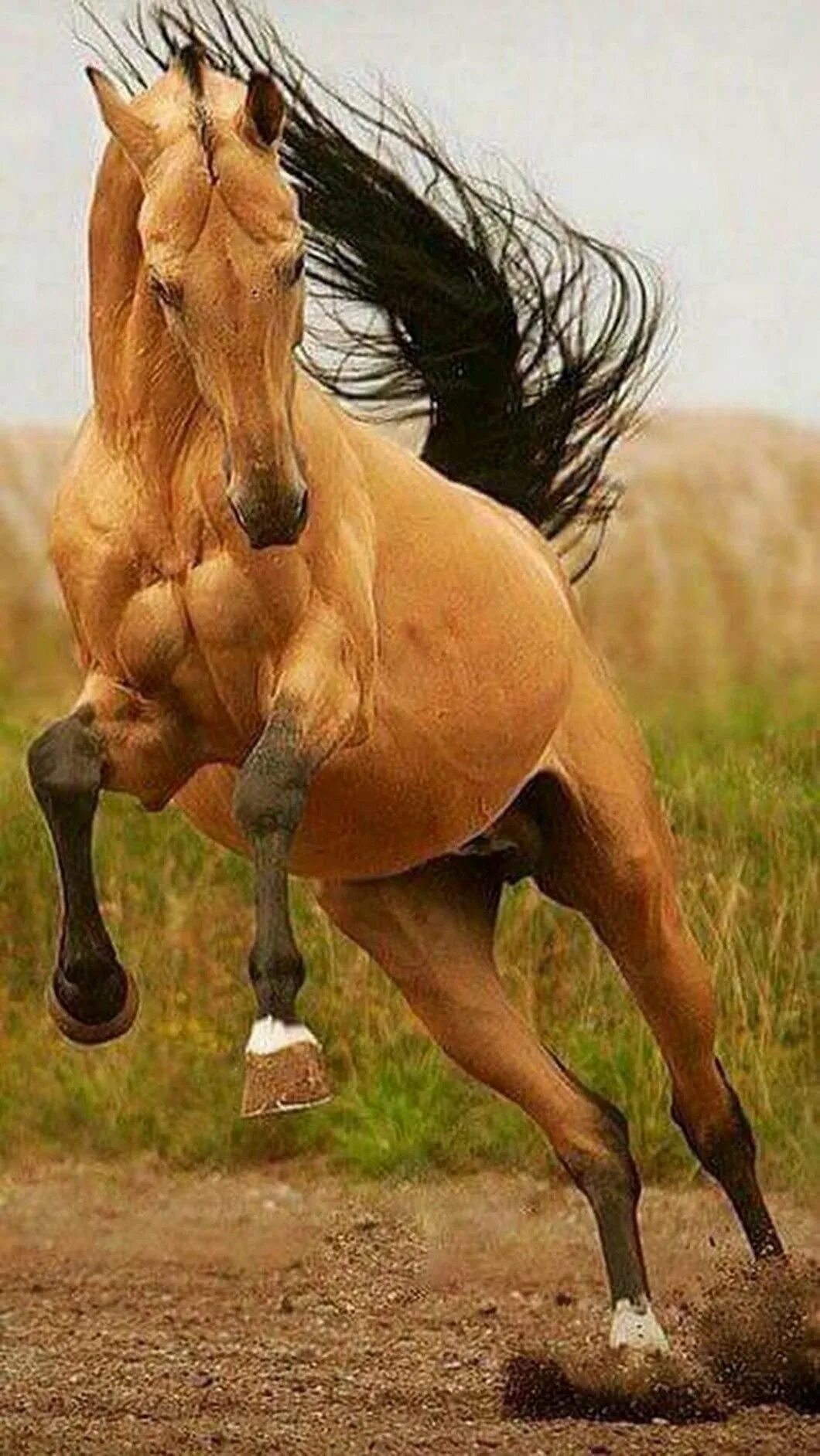 Лошадь встала на ногу. Лошадь встала на ногу. Черная лошадь на дыбах. Лошадь мустанг на дыбах. Breyer лошадь дикая мустанг.