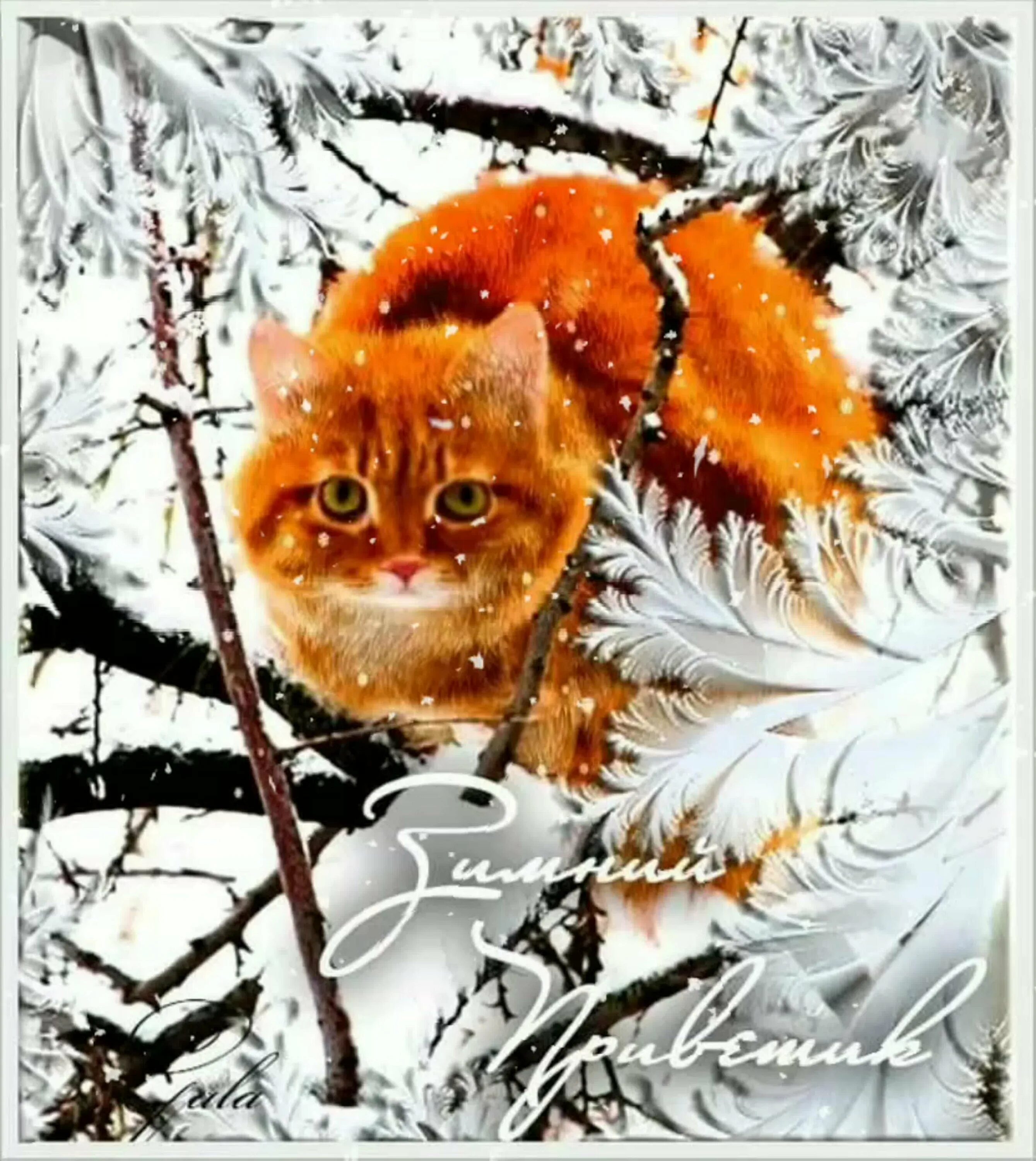 Зимний вечерний приветик. Зимний привет. зимний морозный приветик. красивые зимние приветы. доброго дня зима с животными.