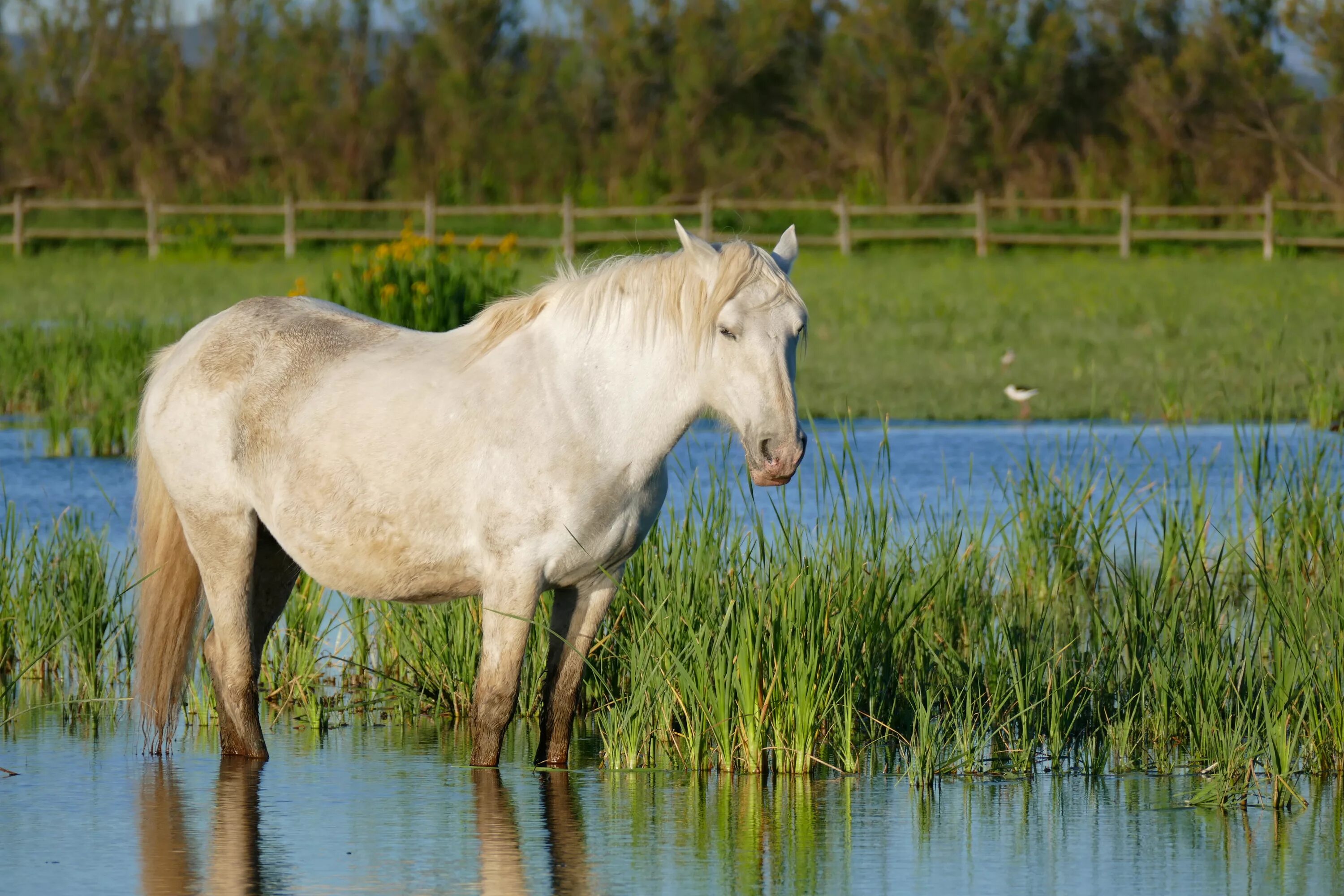 Wiki horses. Лошади Камарга Франция. Камаргу порода лошадей. Белые лошади Камарга. Camargue лошади Франция.