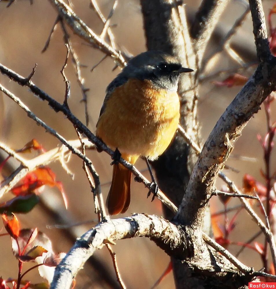 Bohemian Waxwing (Bombycilla garrulus). Birds of Siberia.