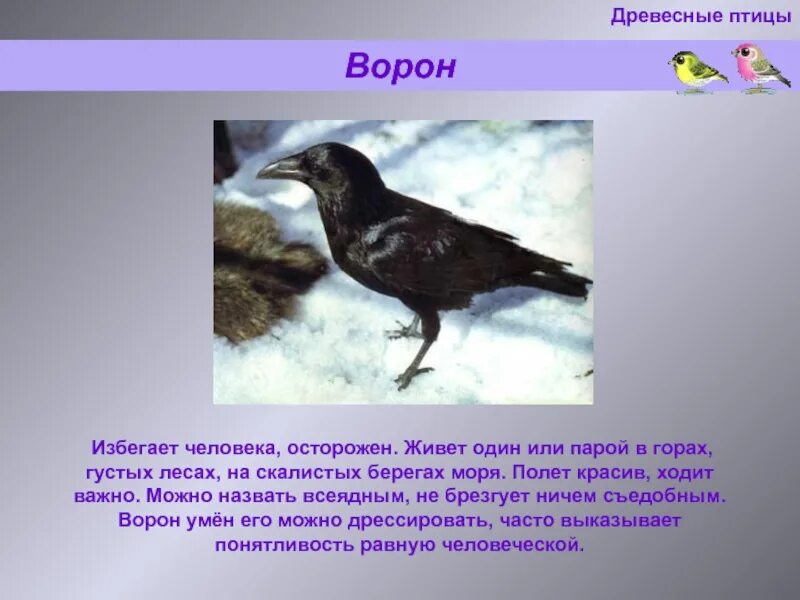 Описание вороны. Информация о воронах. Ворона рассказ. Описание о вороне.