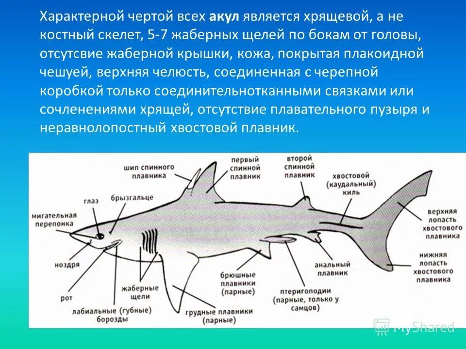 Какую функцию выполняют жабры у китовой акулы. Особенности внутреннего строения хрящевых рыб 7 класс. Строение костных рыб и хрящевых рыб. Скелет плавника хрящевых рыб. Строение скелета хрящевых рыб.