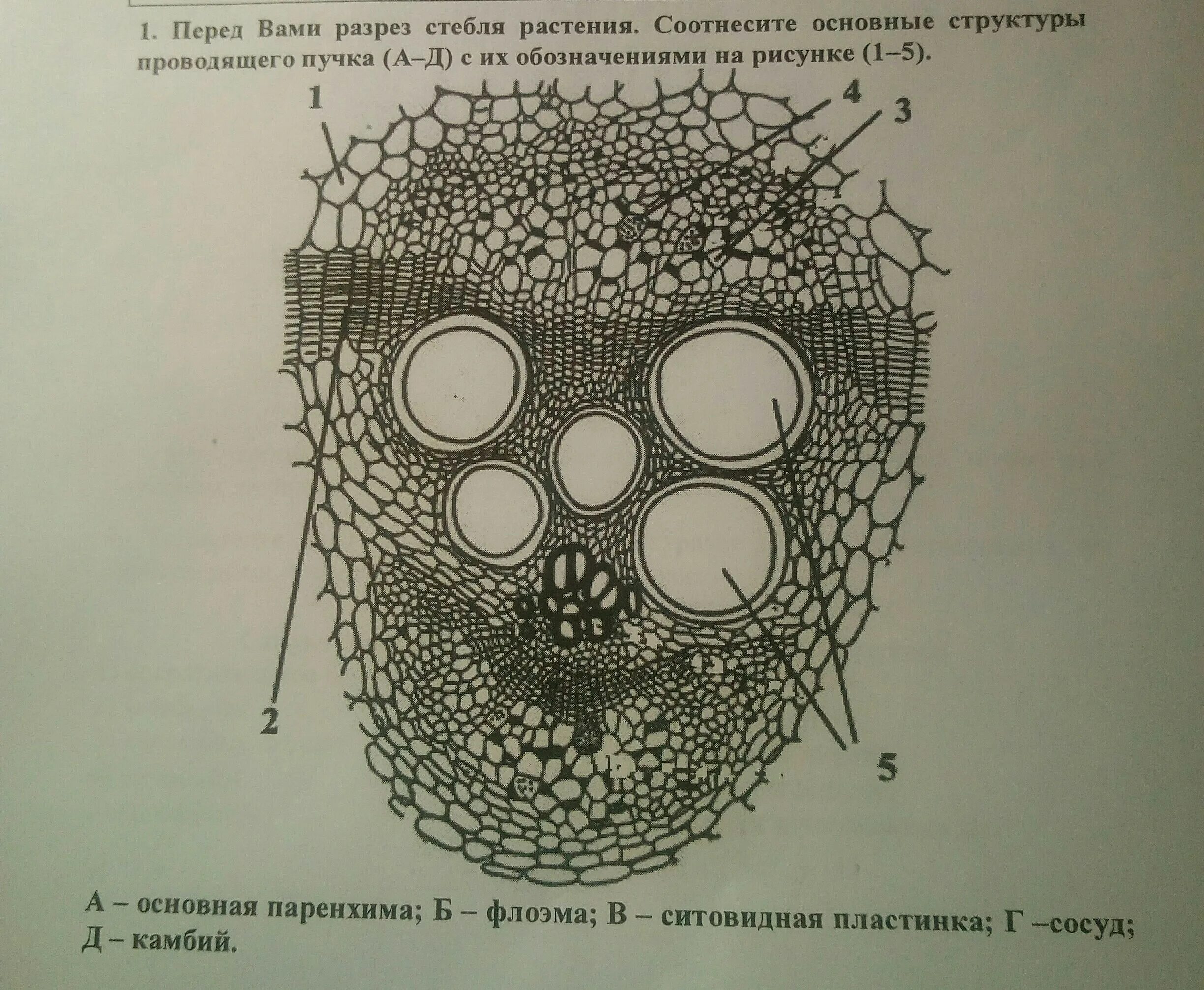 Рассмотрите фотографию проводящего пучка и определите типы. Поперечный срез стебля кирказона. Строение проводящих Пучков растений. Строение открытого коллатерального проводящего пучка кирказона. Открытый коллатеральный проводящий пучок стебля кирказона.