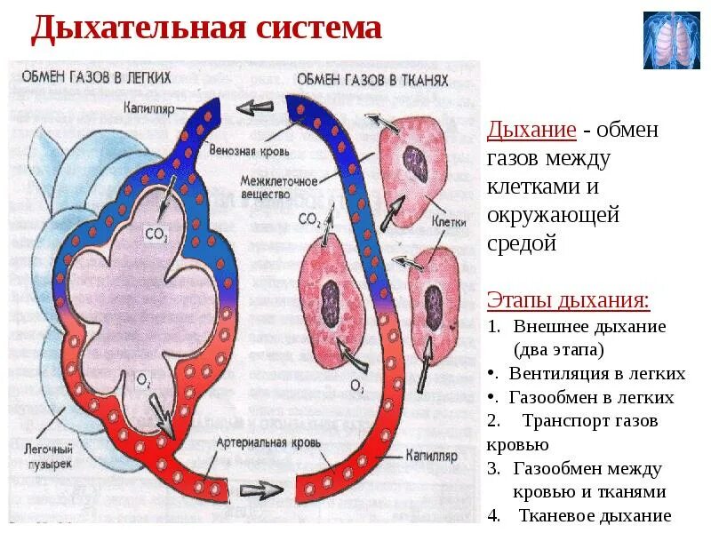 Обмен газов между легочным воздухом и