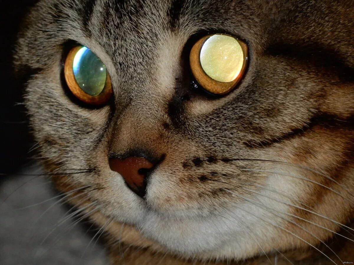 Как выглядят глаза кота. Глаза кошки. кошачий глаз. зрачок кошки. морда кота.