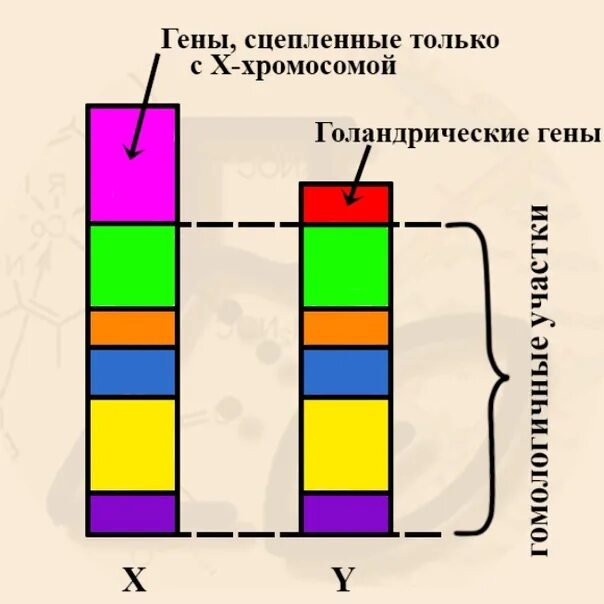 Содержат псевдоаутосомные участки