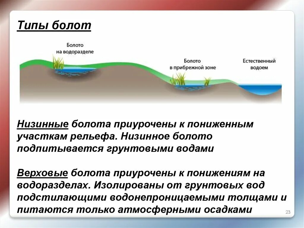 Строение болота. Верховые и низинные болота. Образование болота схема. Типы болот схема. Низинные болота схема.