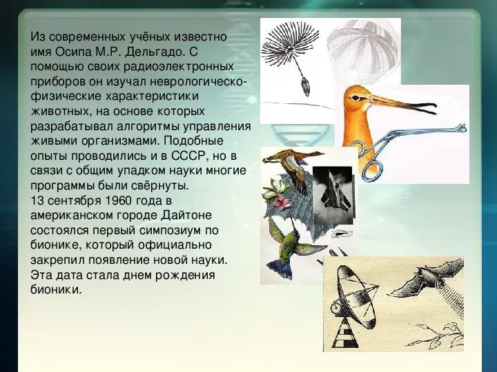 Примеры бионики в биологии. Бионика это в биологии. бионика презентация. бионика примеры в картинках. бионика наука.