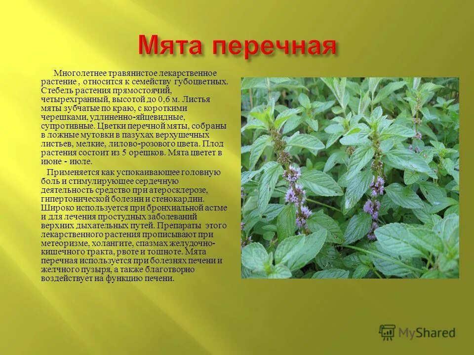 клевер красный соцветие. описатьлекарственное растения. семейство сложноцветные ромашка аптечная. тысячелистник зонтичный achillea umbellata. одуванчик лекарственное растение.