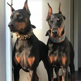 2 добермана