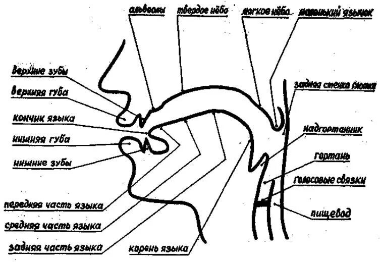 схема речевого аппарата. строение периферического речевого аппарата. схема речевого аппарата. структура речевого аппарата схема. схема строения речевого аппарата логопедия.