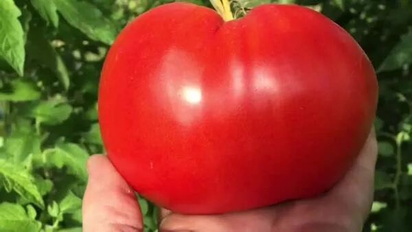 Недоспелый помидор. Томат три толстяка сибирский сад. Томат сорта толстяк. Томат сорта толстяк. Семена томат знатный толстяк.