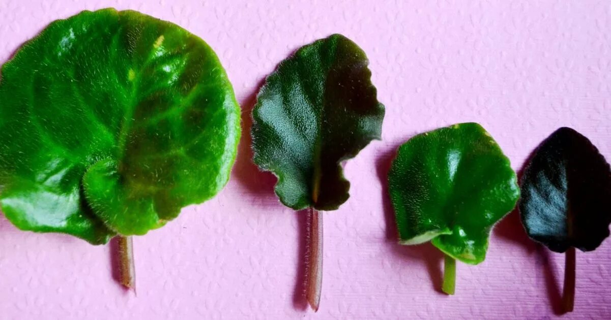 Сенполия лист. Фиалка узамбарская листовые черенки. фиалка узамбарская лист. черенкование фиалки листом. фиалка узамбарская черенок.