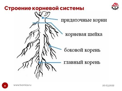 Корневая система образована придаточными корнями