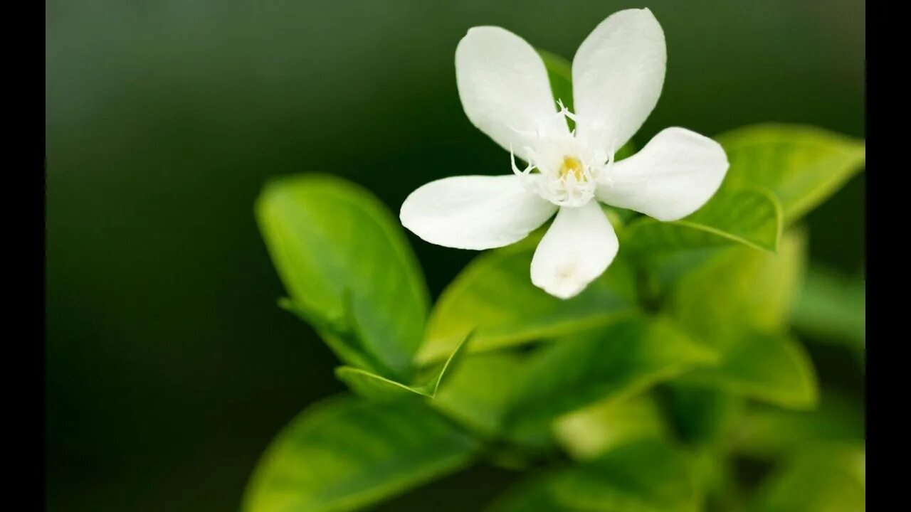 Wait flowers