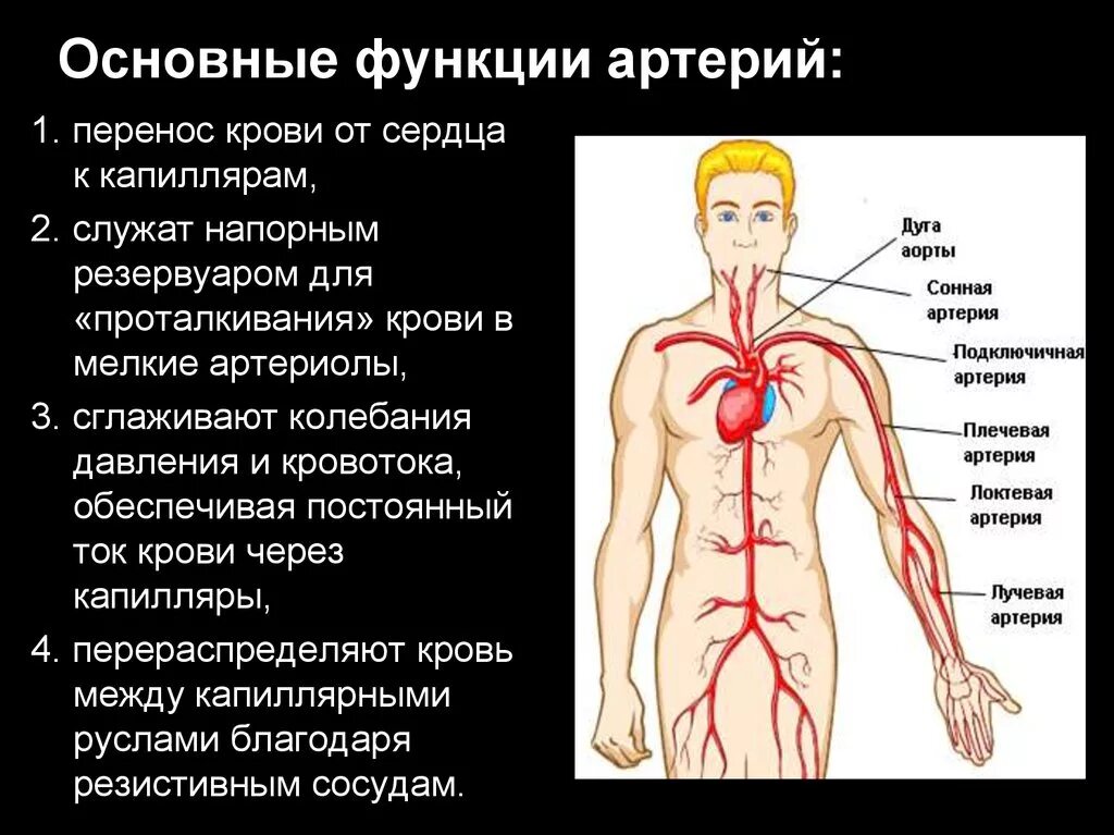 Чем характеризуются сосуды. Артерии. Функции артерий. Функции артерии человека. Основные функции артерий.